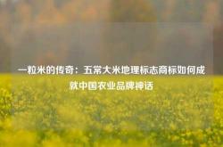 一粒米的传奇：五常大米地理标志商标如何成就中国农业品牌神话