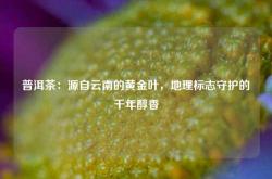 普洱茶：源自云南的黄金叶，地理标志守护的千年醇香