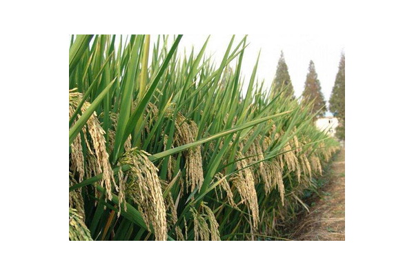 稻香米注册商标，水稻商标名字